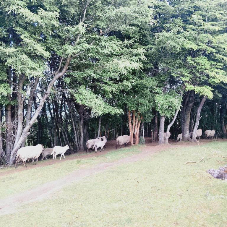 Agroturismo Silvestre Marly - Two-Bedroom House - 7