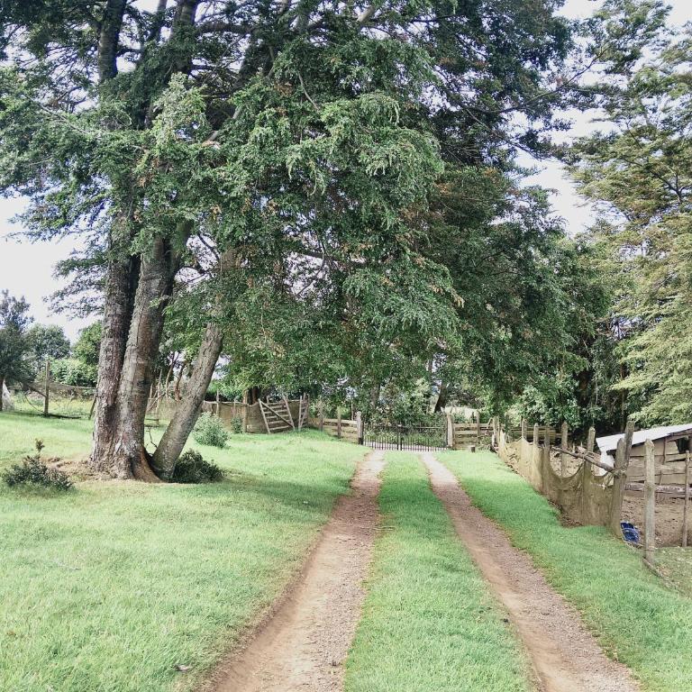 Agroturismo Silvestre Marly - Two-Bedroom House - 10