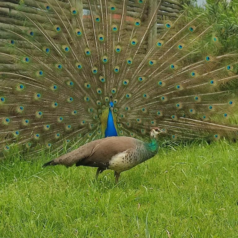 Cabañas azahares del Ayui - Apartamento de 1 dormitorio - 4