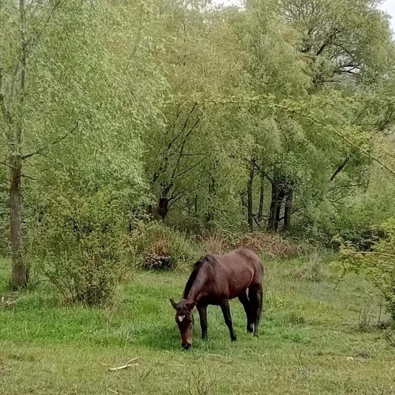 La Teresa - Chalet de 2 dormitorios - 14