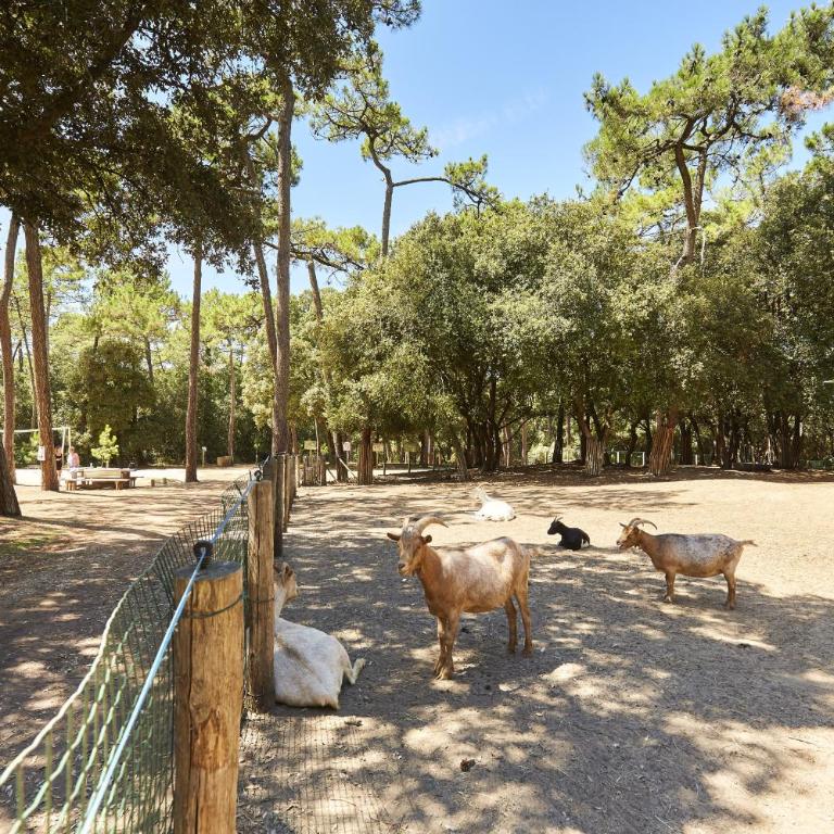 400m de la mer - grande maison pour 10 avec jardin - Maison de Vacances - 40