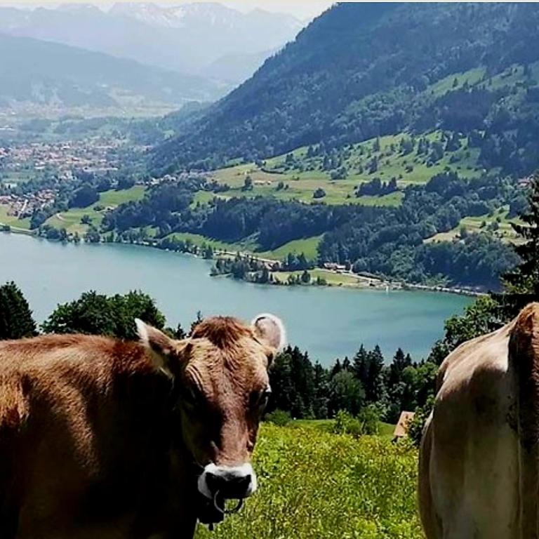 Ferienpark Oberallgäu - FeWo "Klatschmohn" Hallenbad & Sauna & WLAN - One-Bedroom Apartment - 55