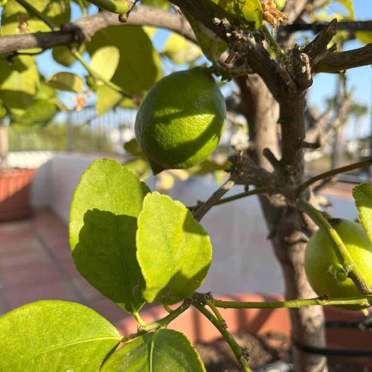 Punta Lara, Nerja - Apartamento de 3 dormitorios - 31
