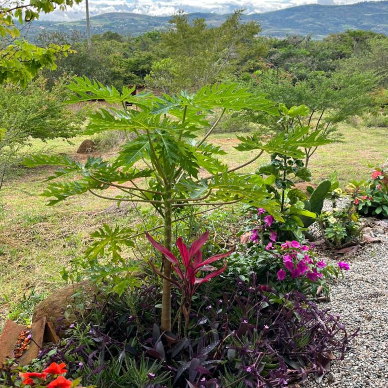 Finca Alegría cada lugar guarda un susurro de luz - Casa de 2 dormitorios - 24