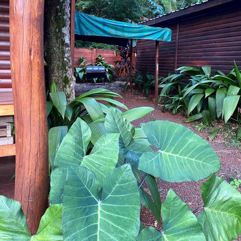 Los Bananos - Big Wood Cabin - Casa de 2 dormitorios - 14