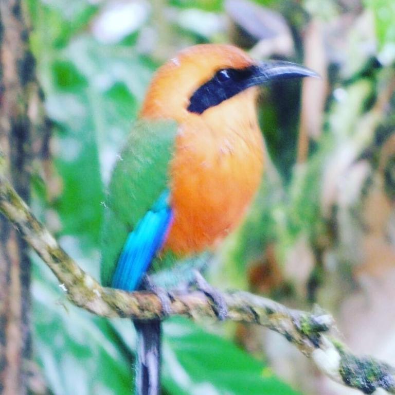 Casa Mandarina-Lush riverside cloud forest home- walk to town - Five-Bedroom House - 19