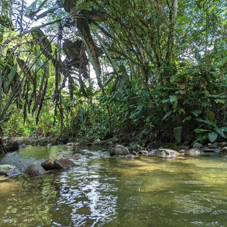 Casa Mandarina-Lush riverside cloud forest home- walk to town - Five-Bedroom House - 43