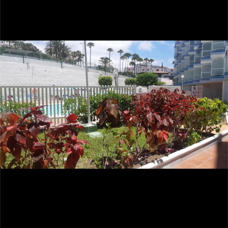 Apartamento Studio Anau k&L- Playa del inglés - Yumbo - Apartamento de 1 dormitorio - 24