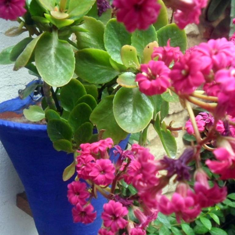 El patio azul Bohemio Mágico - Apartamento de 2 dormitorios - 39