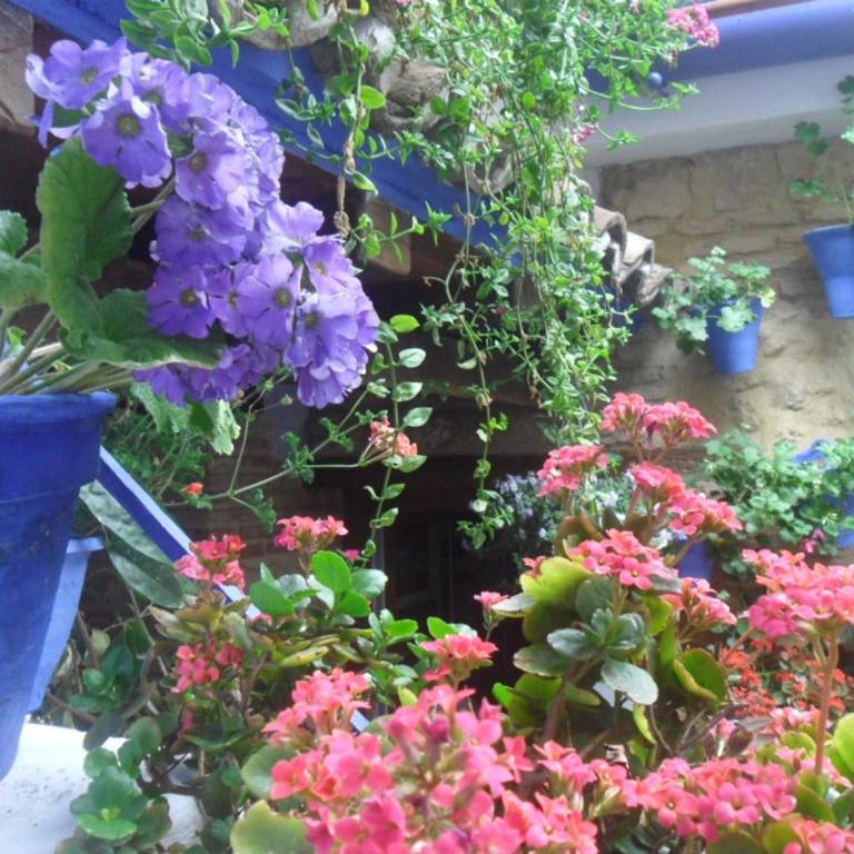 El patio azul Bohemio Mágico - Apartamento de 2 dormitorios - 54