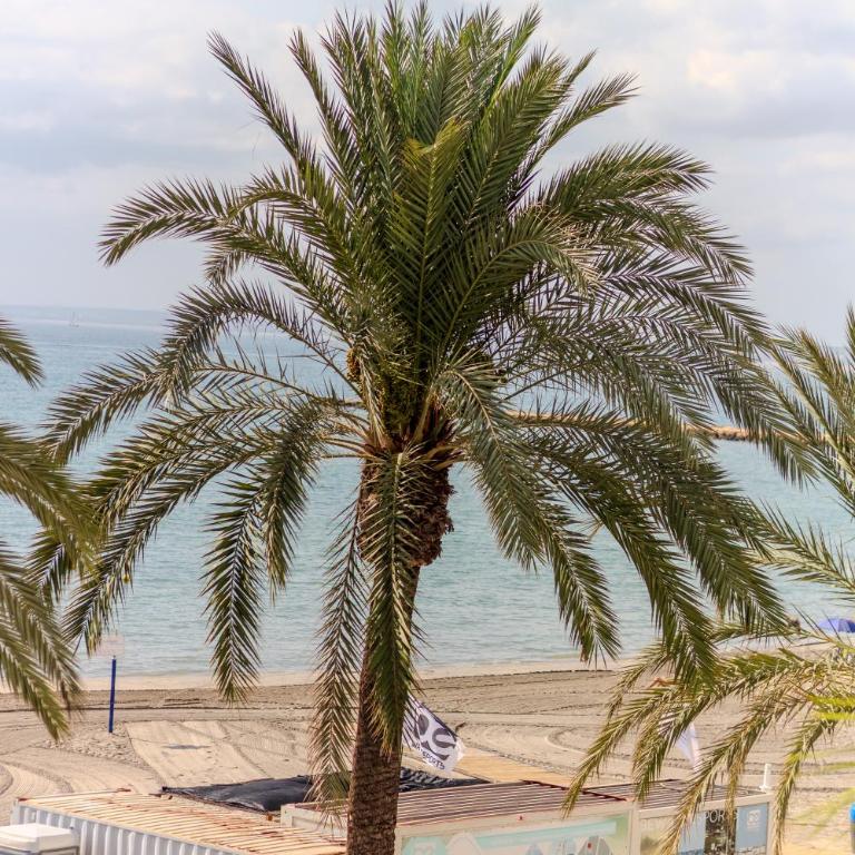 Primera línea de playa - Media estancia 11 días - Apartamento de 3 dormitorios - 50