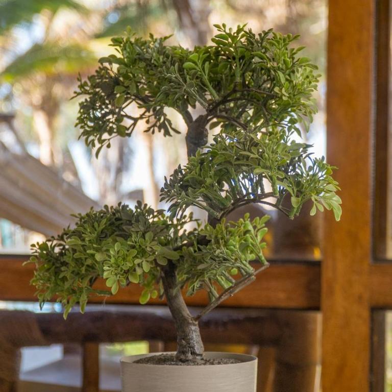 Bali Lodge Máncora - Playa, Piscina & Desayuno - Habitación Doble con vistas a la piscina - 1