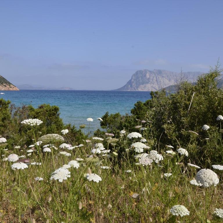 Seaside apartment near Budoni - Appartamento con 2 Camere da Letto - 20