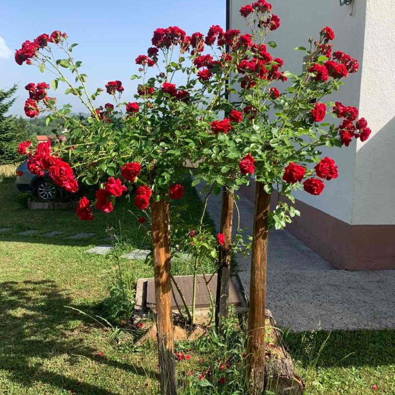 Zelena meraja - Gradska Kuća sa 3 Spavaće Sobe - 7