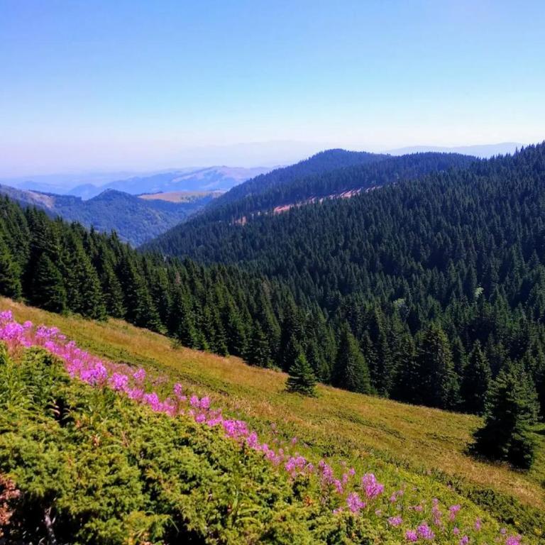Deluxe Mountain View Studio ViS in Residence Hill Hotel Kopaonik - One-Bedroom Apartment - 16