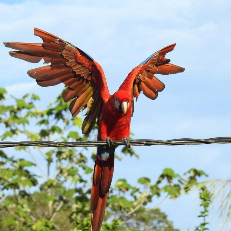 Red Uakari Jungle Lodge - Bungalow - 10