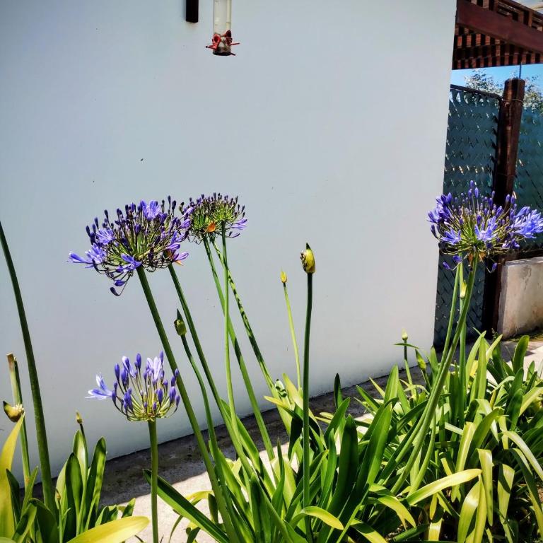 Casa con Jardín Las Marías 2 - Casa - 35