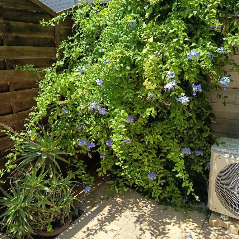Les Dunes - Apartment mit 1 Schlafzimmer und Gartenblick - 3