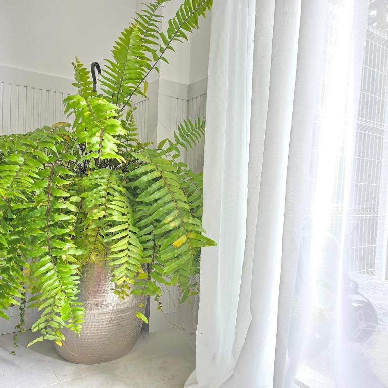 Sun & Palms - Bluebird Designer Apartment - Apartamento de 1 dormitorio - 58
