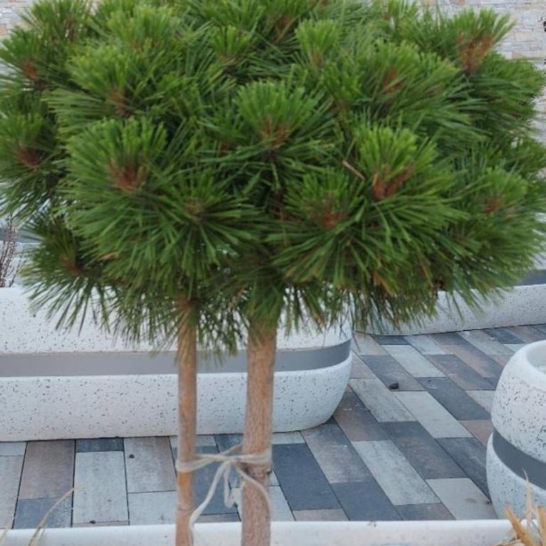 Apartman Aura Hills Zlatibor - Apartman sa 2 Spavaće Sobe - 38