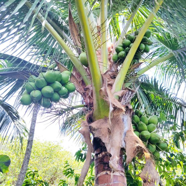 Homestay Natural Paradise habitación 1 - Apartamento de 1 dormitorio - 20