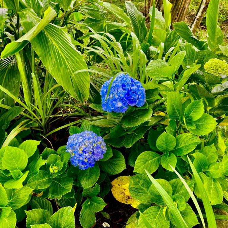 Ecolodge Maruamake - Habitación Cuádruple con baño compartido - 5