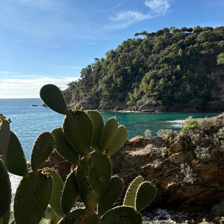 Mazet de la calanque CAVALAIRE - Haus mit 2 Schlafzimmern - 28