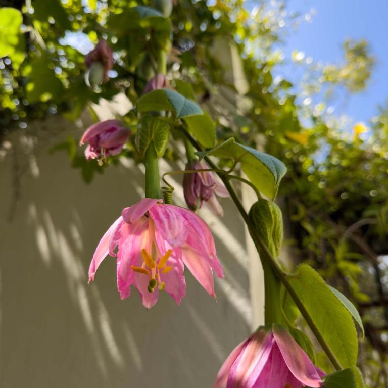 Casapueblo Rent Cachagua CP 34 - Vacation Home - 38