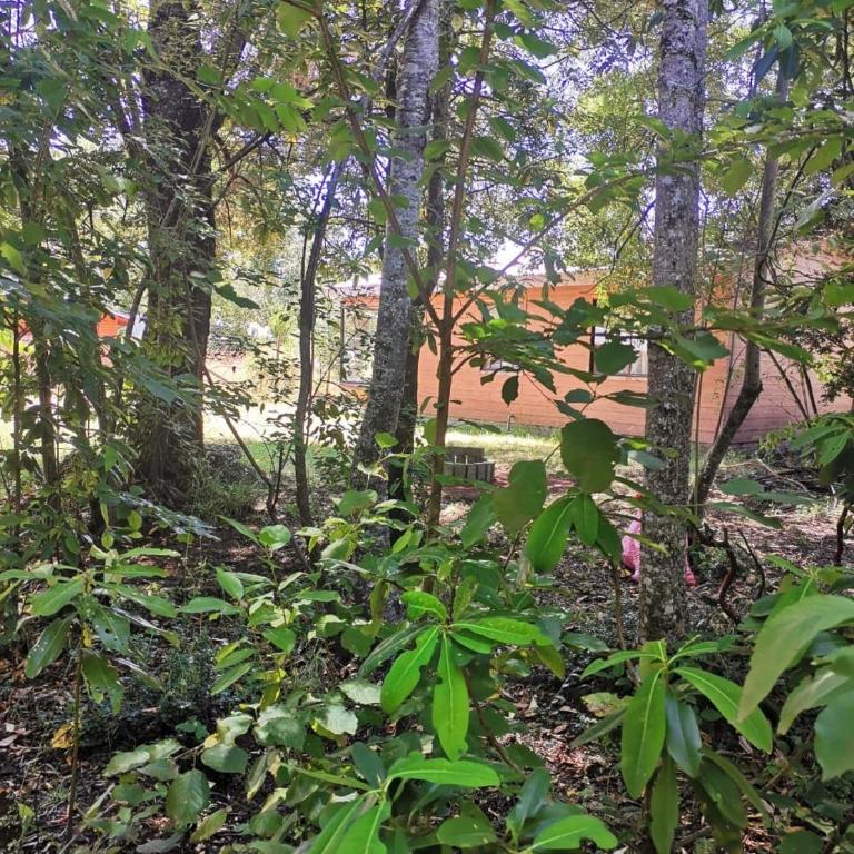 RukaPellaifa - Three-Bedroom Chalet - 11
