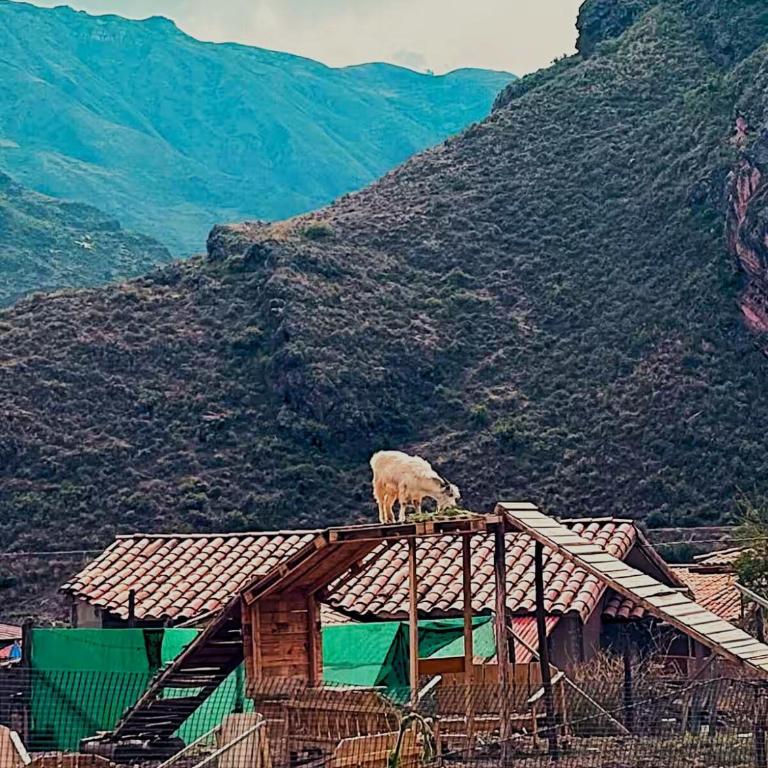 Adam Wasi - Casa con 1 dormitorio - 10