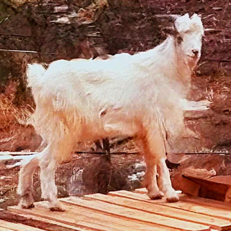 Adam Wasi - Casa con 1 dormitorio - 14