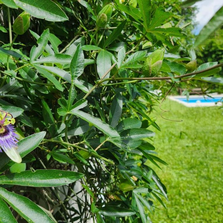 Quinta Las Moras, historias en la naturaleza - Casa de 3 dormitorios - 4