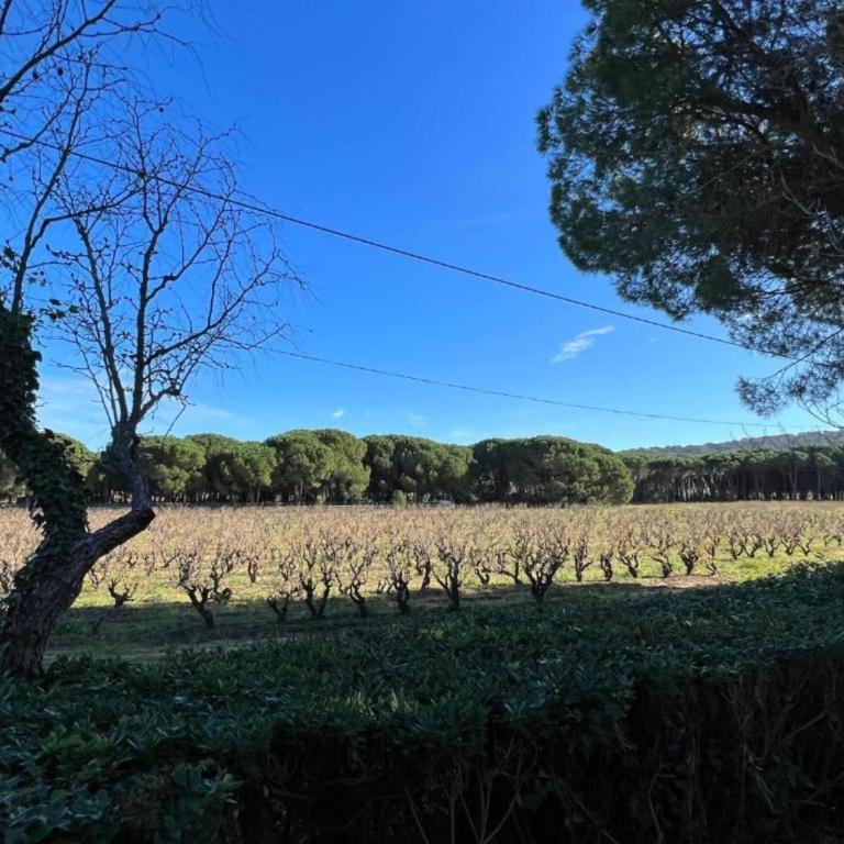 Villa in Gassin near Saint Tropez Beaches - Villa 3 Chambres - 37