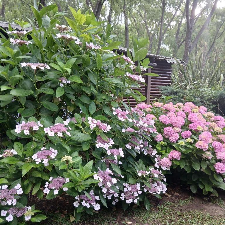 Dielmeral Cabañas - Apartamento con vistas al jardín - 11