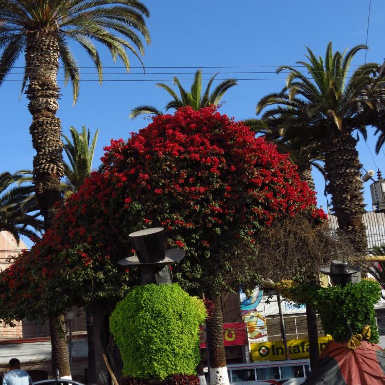 Departamento en cercado de Tacna - One-Bedroom Apartment - 15