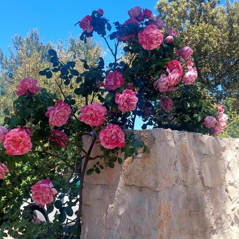 Il trullo delle rose - Casa con 3 Camere da Letto - 6
