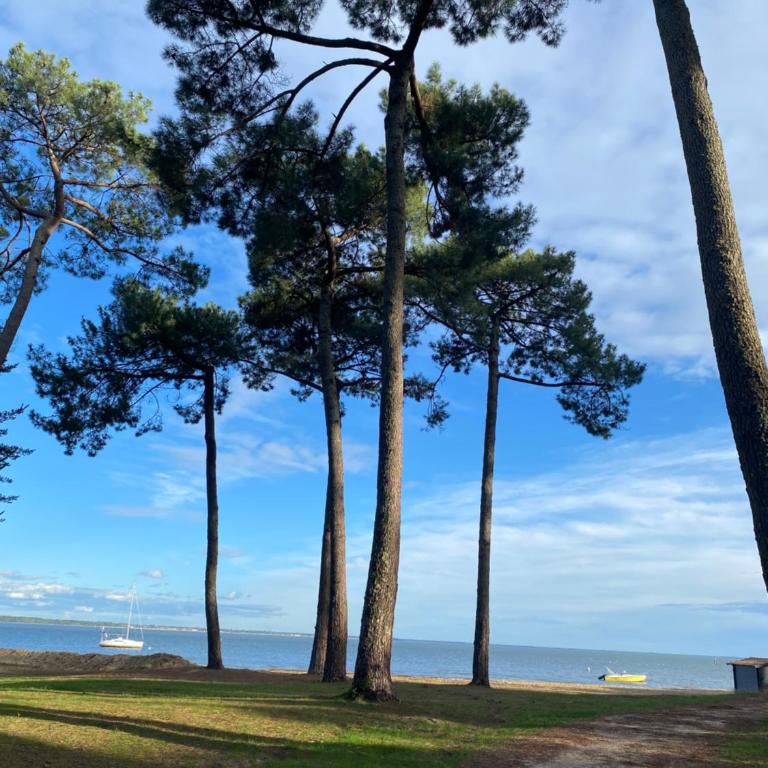 Les lodges des pins, bungalows paisibles dans les pins au cap ferret proche des pistes cyclables - Bungalow mit Terrasse - 14
