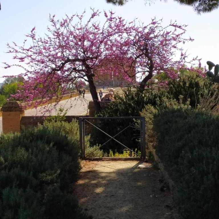 Atena apartments nr 1 - Casa Vacanze - 3