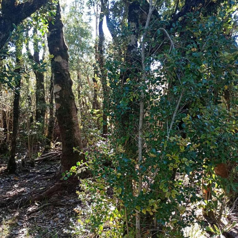 cabaña Canto Del Chucao - Apartamento de 3 dormitorios - 10