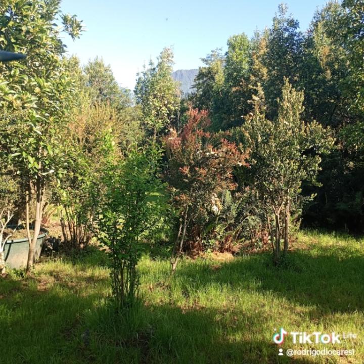 cabaña Canto Del Chucao - Room #1545206602 - 8