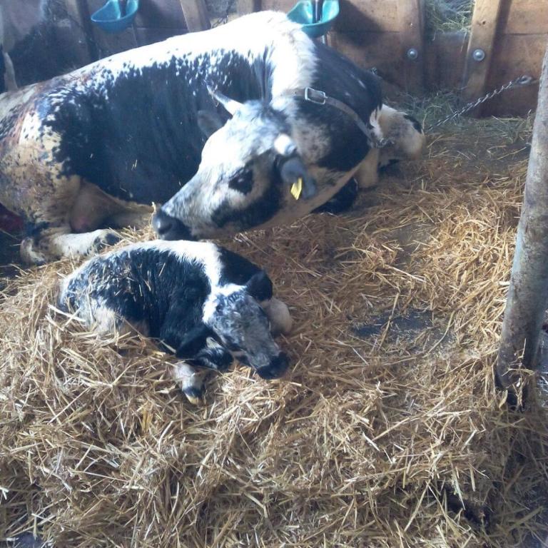 Hintnerhof - Appartamento con 2 Camere da Letto - 3