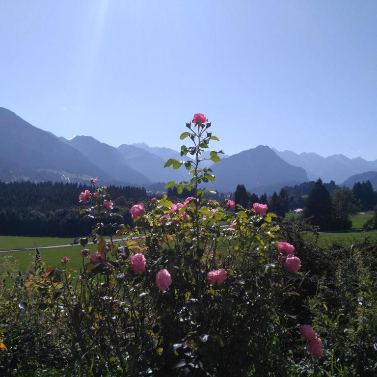 Berghof Mehlan - Apartment mit Blick auf die Berge - 16