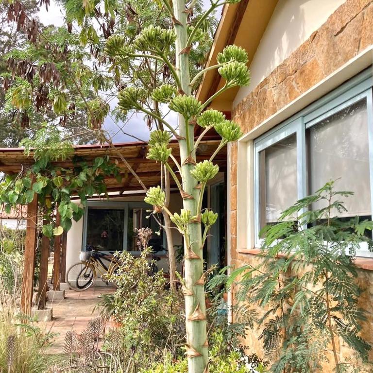Serendipia - Three-Bedroom House - 2