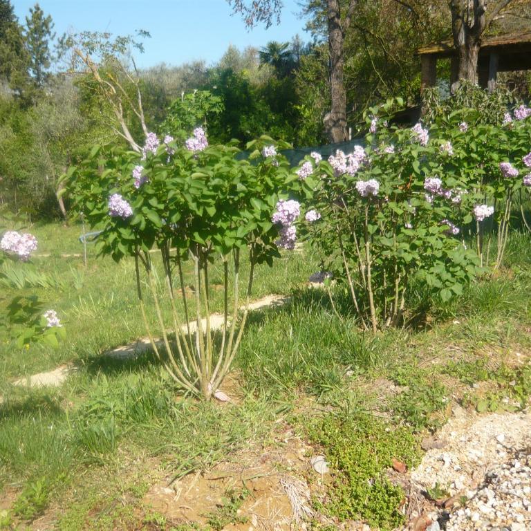 Podere Oliveta - 5 appartamenti con Piscina e Vista - Appartamento con 1 Camera da Letto - 33