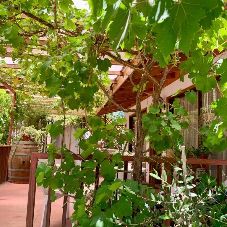 Cabaña con Patio y Árboles - One-Bedroom House - 35