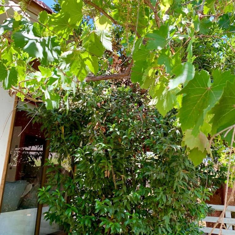 Cabaña con Patio y Árboles - One-Bedroom House - 40