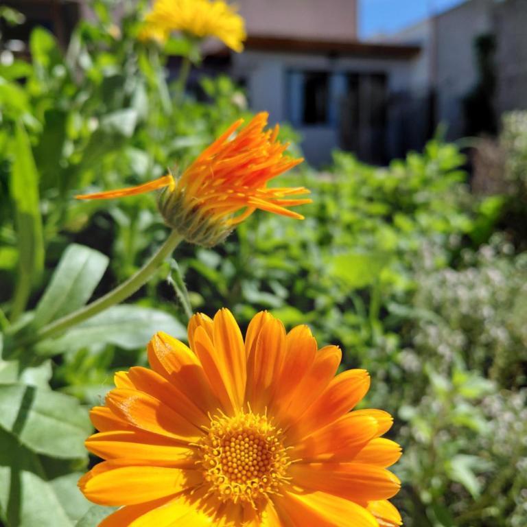 La casa del Álamo - Apartamento de 1 dormitorio - 16