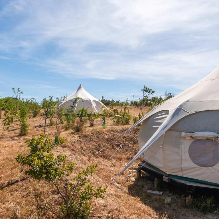 Picaflor - Tent - 58