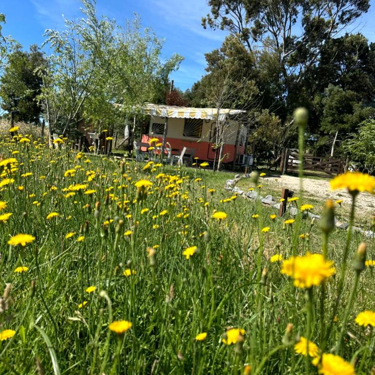 Happy Camper - Experiencia Glamping en Mar de Ajó - Bungalow - 63