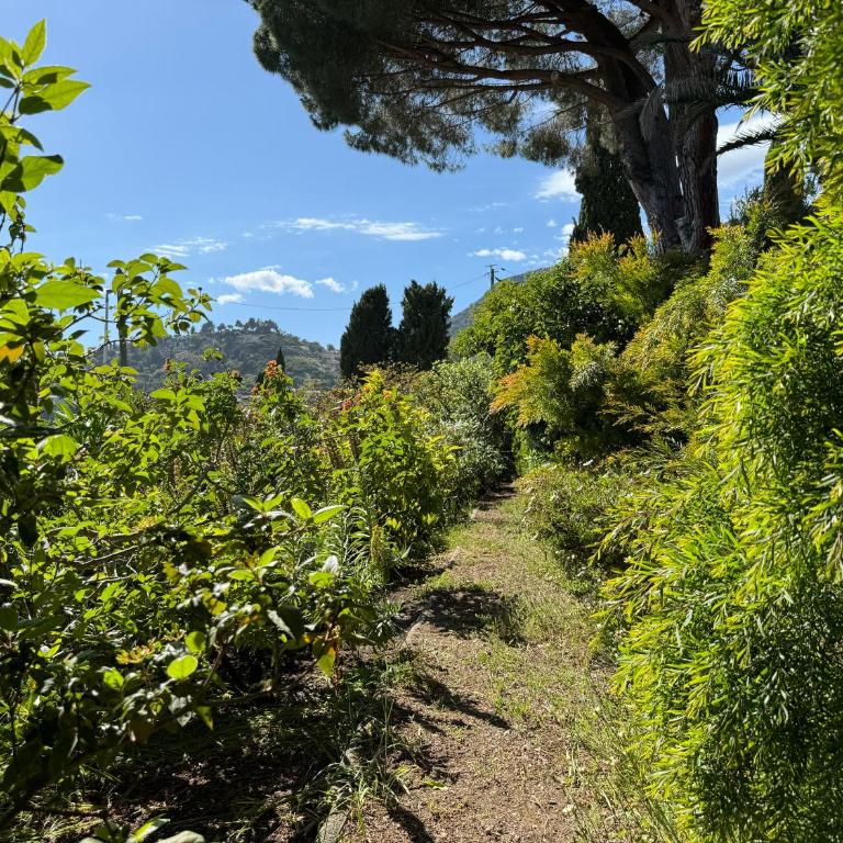 Villa Piccolina Aiguebelle Lavandou face aux îles - Villa - 13